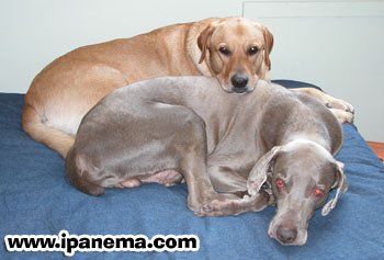 Lulu and Fred bunking together